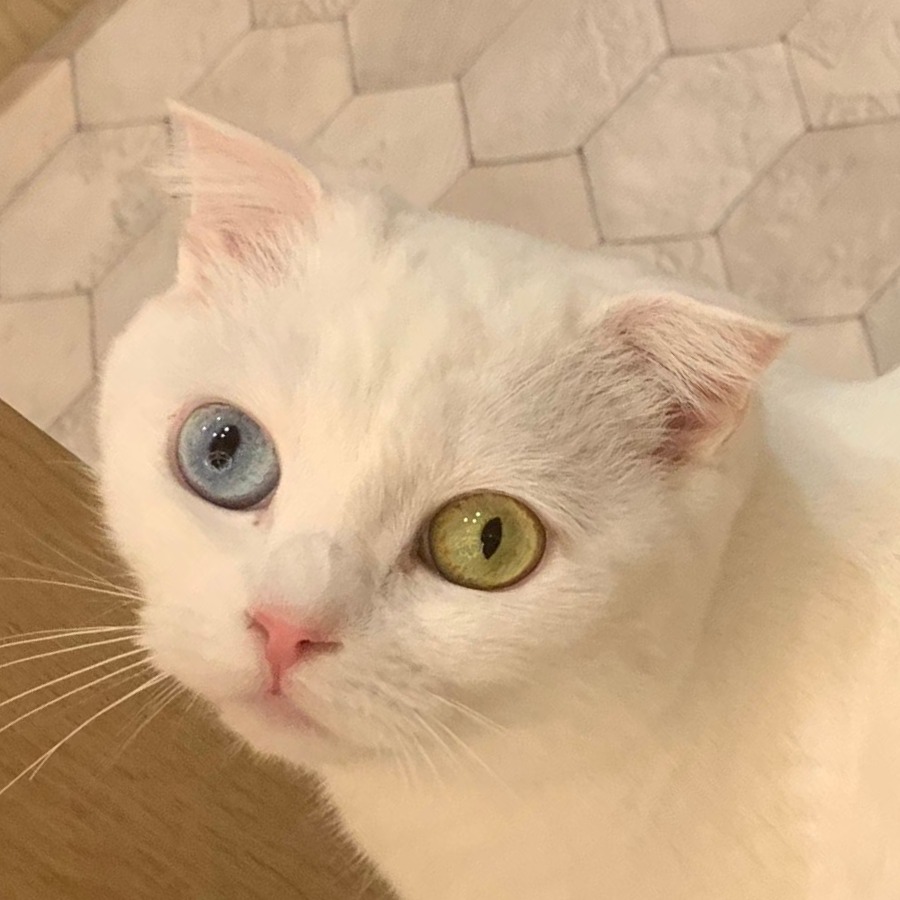 ラウ